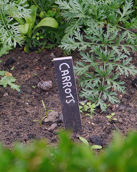 Carrots growing