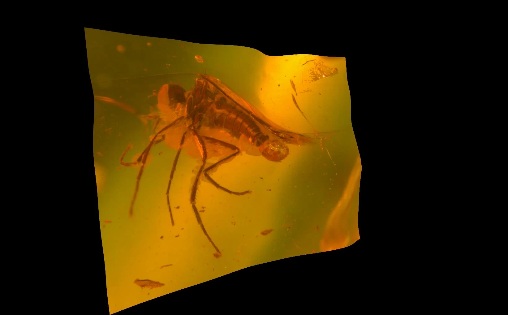True Fly (Diptera)