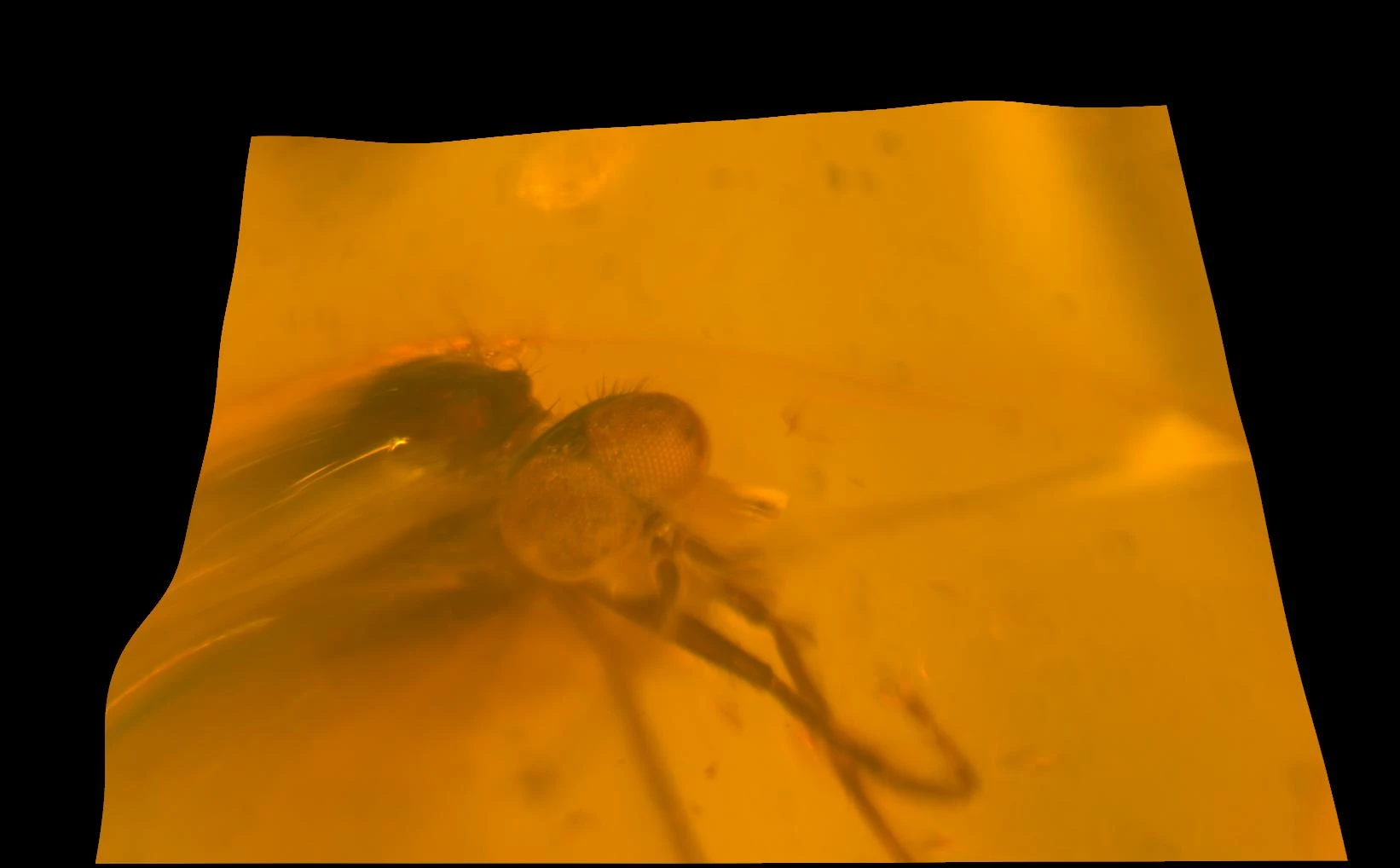 True Fly (Diptera)