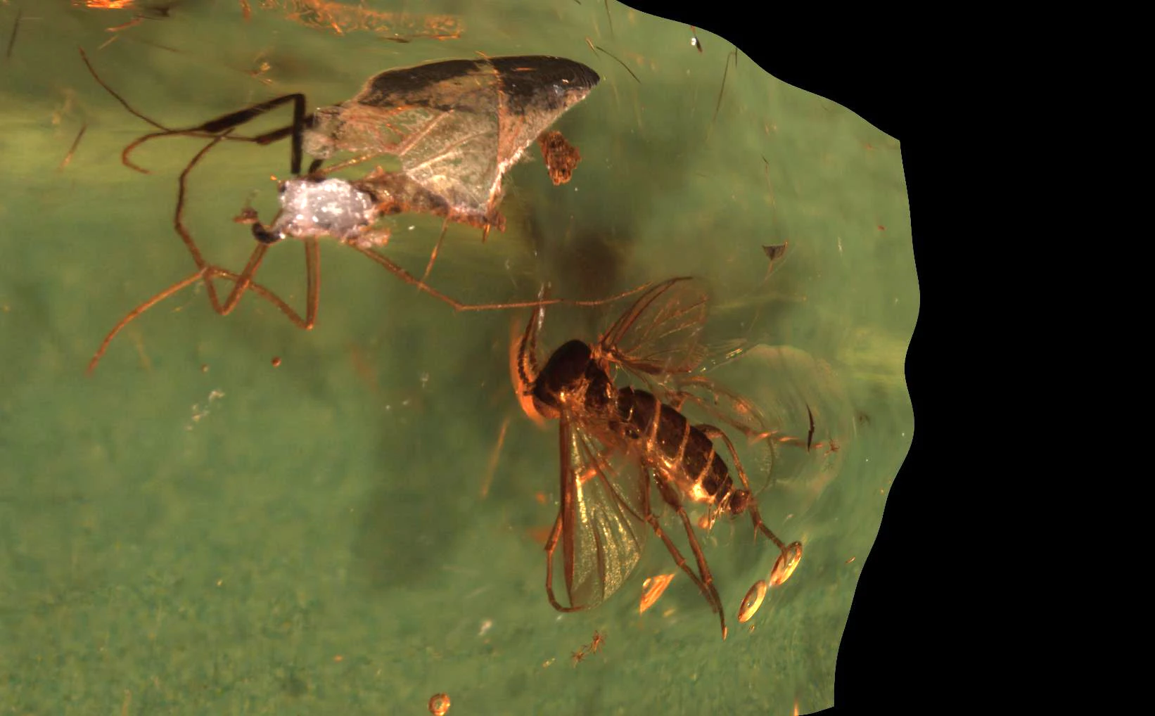 Biting Midge and Moth