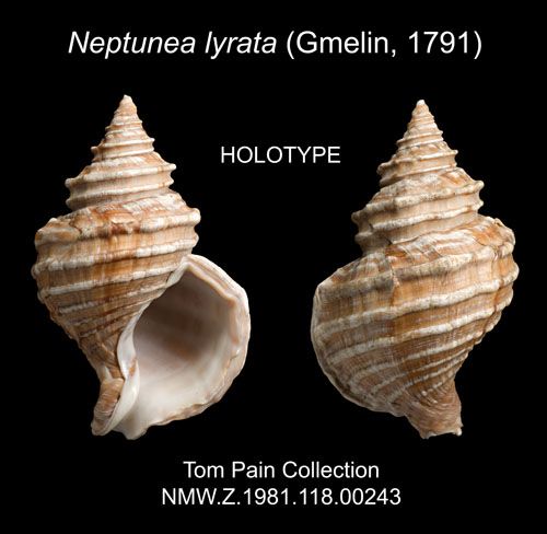 <em>Neptunea lyrata</em>, the oldest type specimen held at Amgueddfa Cymru, collected by Captain James Cook in 1778 from Alaska.
