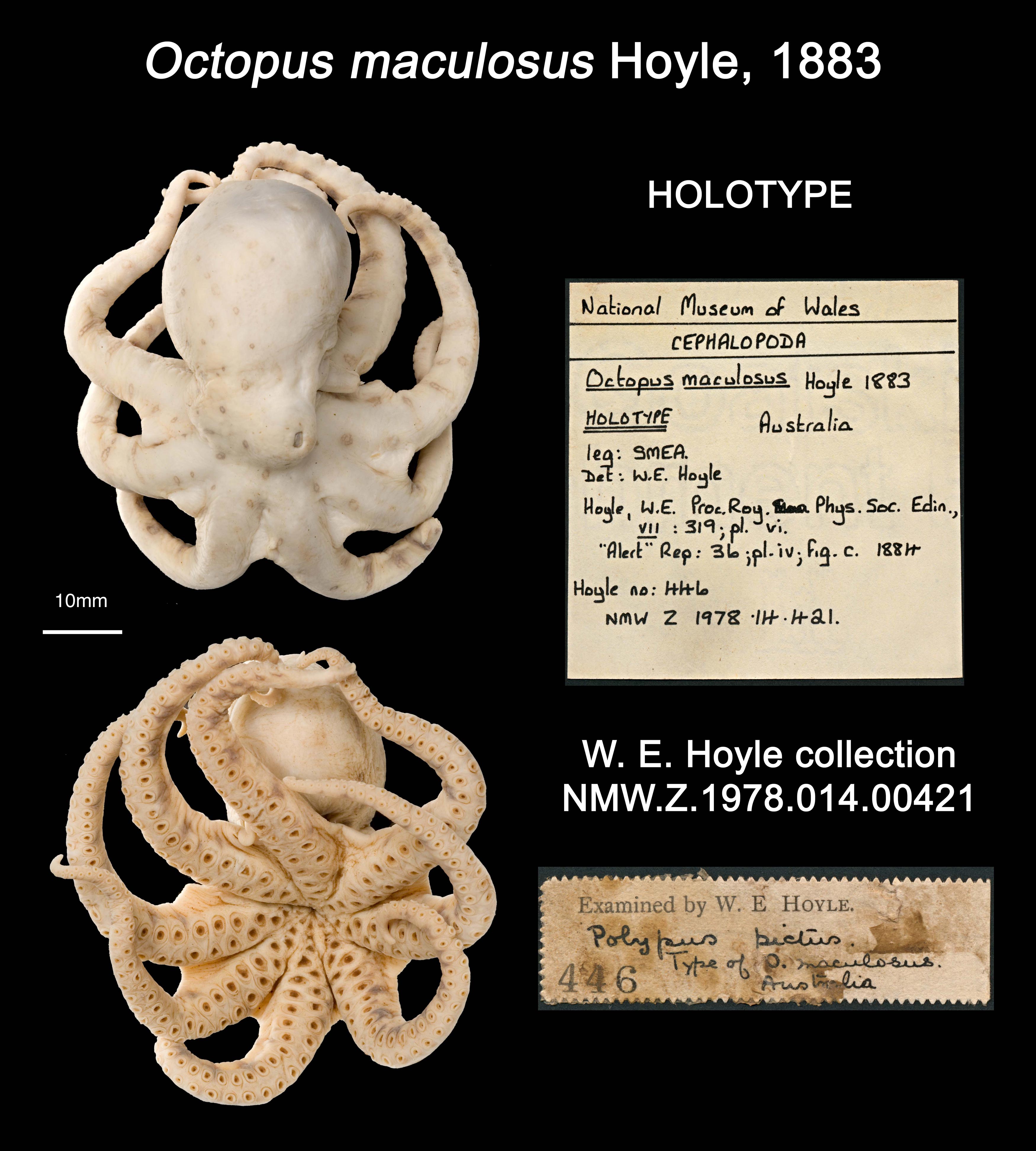 Specimen images and labels for the type of <em>Octopus maculosus</em> described by our first director, Williams Evans Hoyle, in 1883.