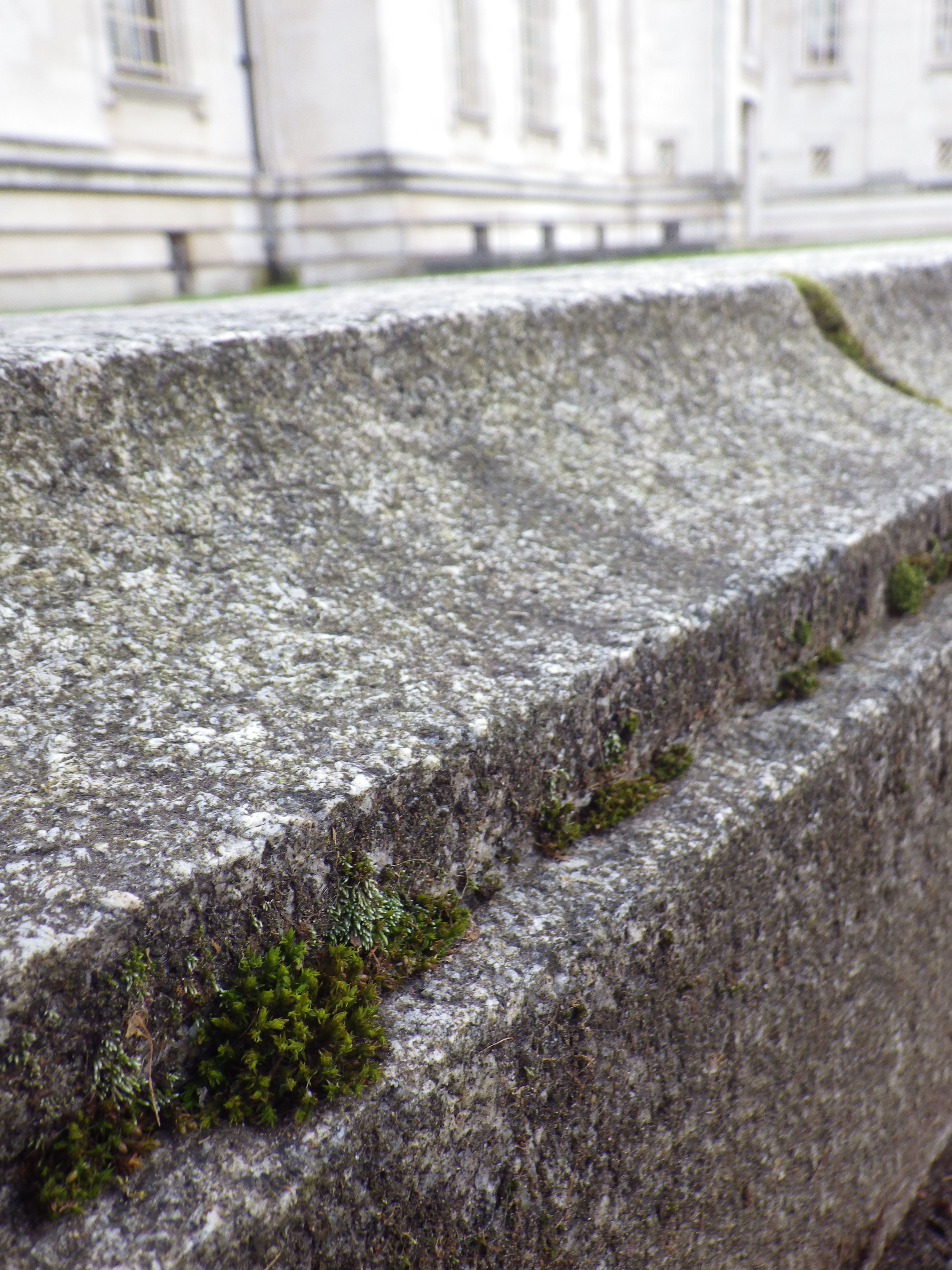 Mosses in their extreme environment on the wall surrounding National Museum Cardiff.