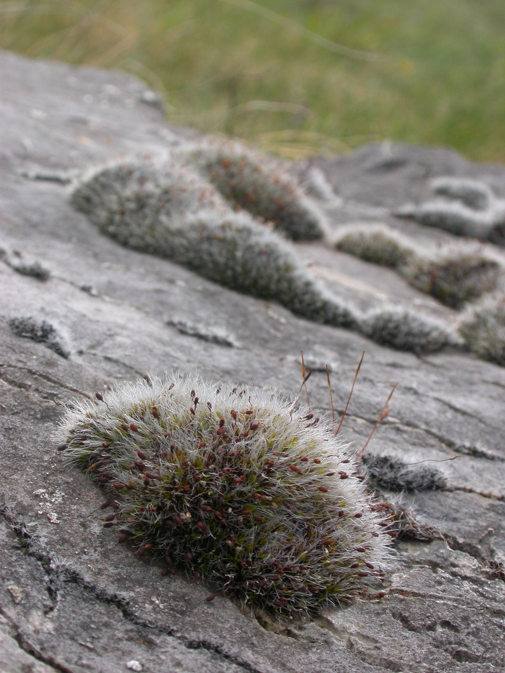 Grey-cushioned Grimmia moss (<em>Grimmia pulvinata</em>) with white hair points, seen here on a rock face on the Great Orme in North Wales. <em>© Kath Slade</em>