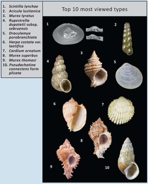 Top 10 most viewed specimens after 18 months online