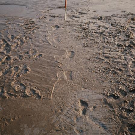 Uskmouth footprints (Newport).