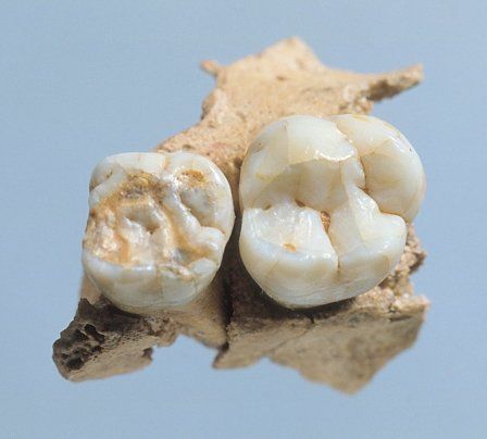 Upper jaw of a Neanderthal child aged around 9 years old.