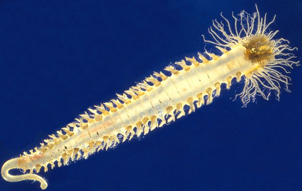 Sabellaria alveolata