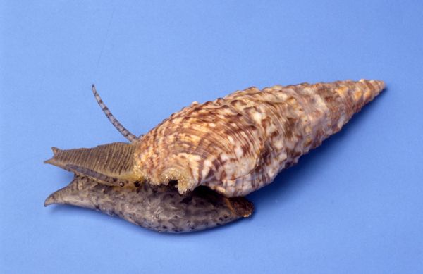 Cerithium vulgatum