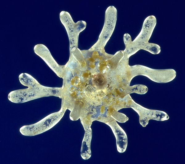 Amoeba proteus