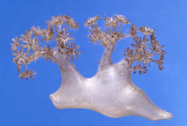 Xenia umbellata