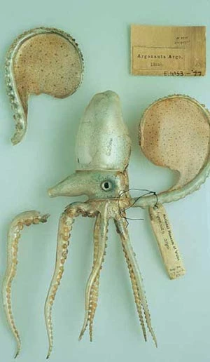 A broken Paper Nautilus model.