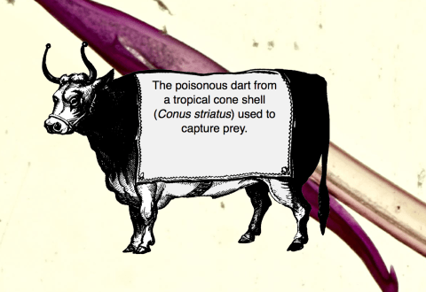 Graphic panels appear in many shapes and sizes. The picture shows a cow with information about the specimen down its flank.