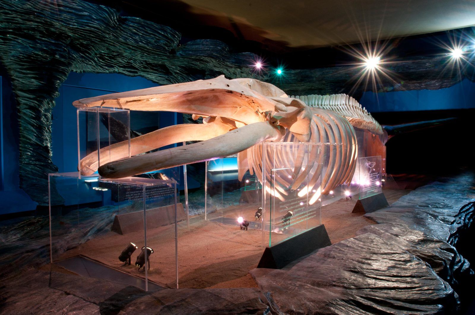 Humpback Whale at National Museum Cardiff