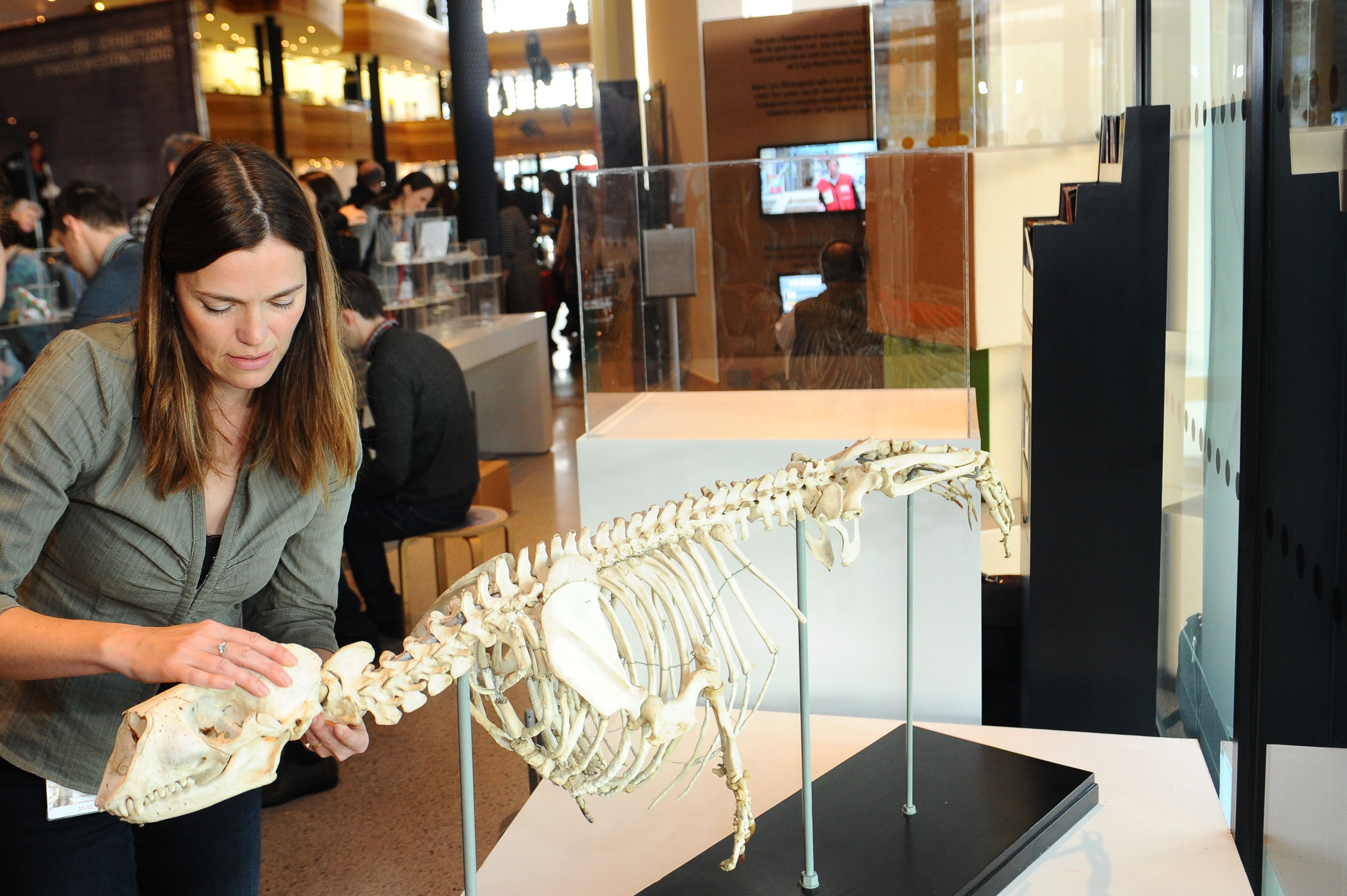 Annette Townsend, Senior Conservator Natural Sciences securing Billy’s head at the #popupmusuem