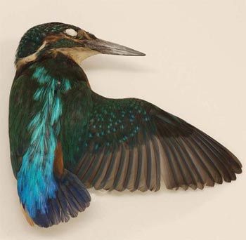 Kingfisher: one of the new freeze-dried bird specimens