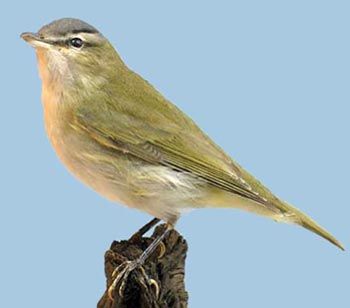 Red-eyed Vireo: a rare migrant from North America killed at Bardsey lighthouse