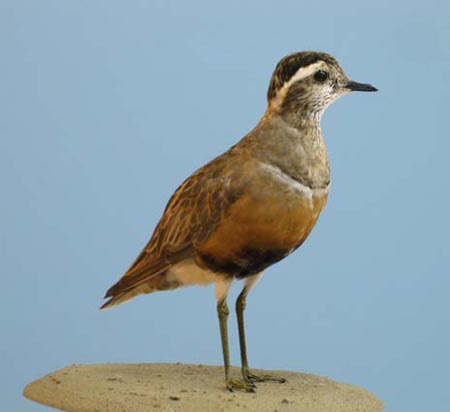 Dotterel: a scarce migrant in Wale, killed at Bardsey Lighthouse