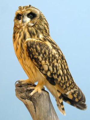 Short-eared Owl: a scarce breeding bird and winter visitor to Wales, killed by a car