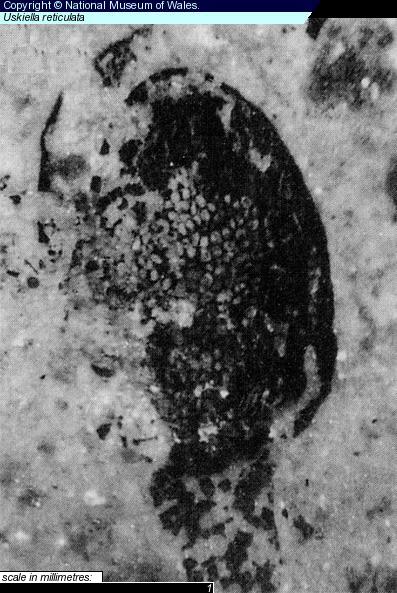 Uskiella reticulata