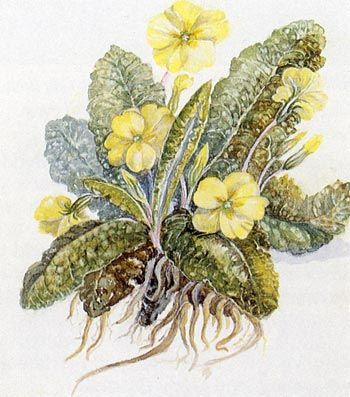 Common primrose