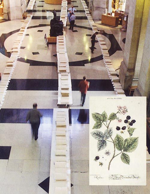 Bramble specimens laid out along the length of the Main Hall of the National Museum, Cardiff.