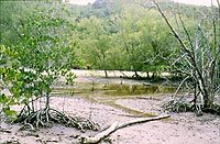 Mangrove