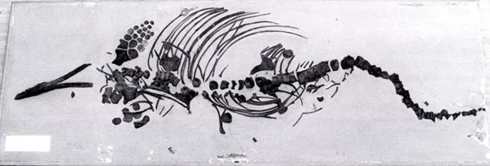 The ichthyosaur specimen before conservation (1750 mm by 720 mm by 70 mm)