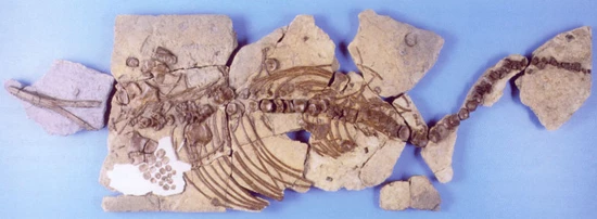 Ichthyosaur after conservation 