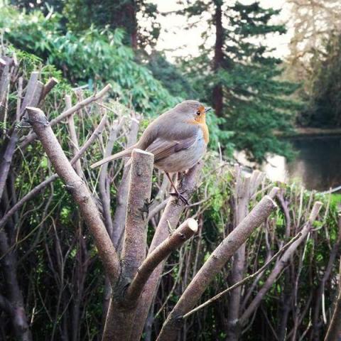 A Robin sitting on top of a hard pruned Yew hedge