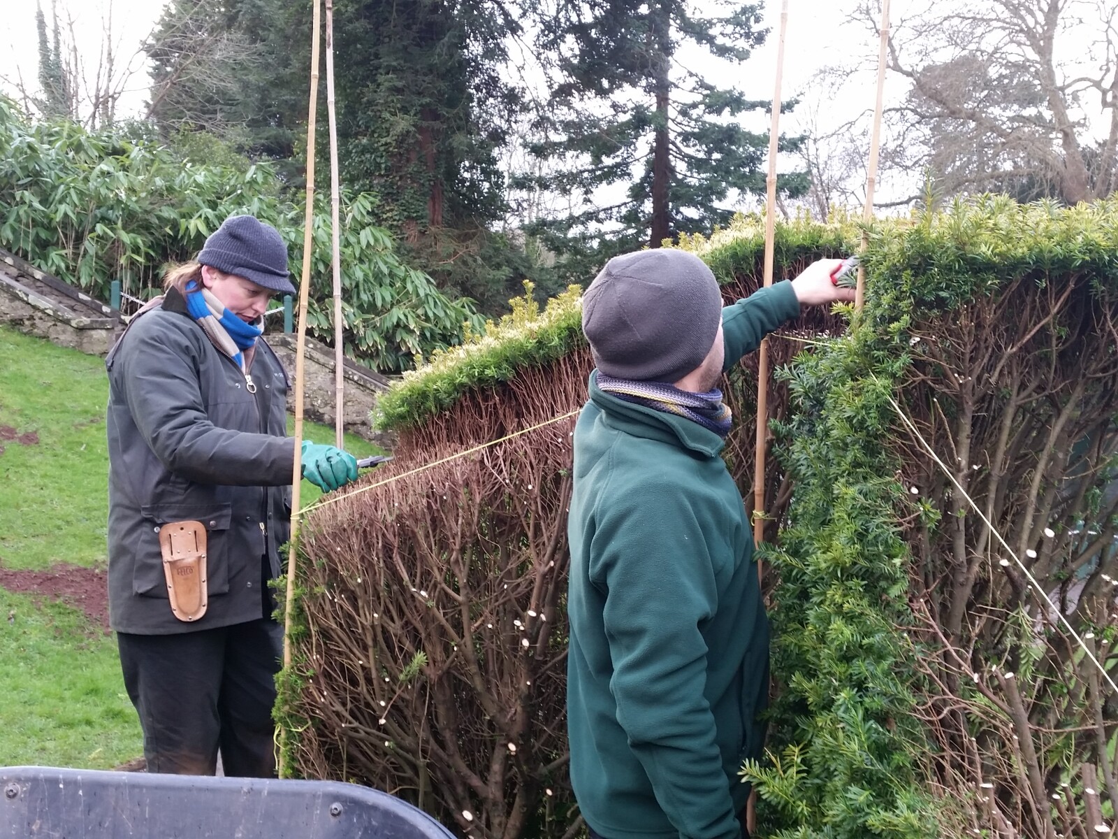 Trainees Sally and Nico Hard pruning a Yew hedge
