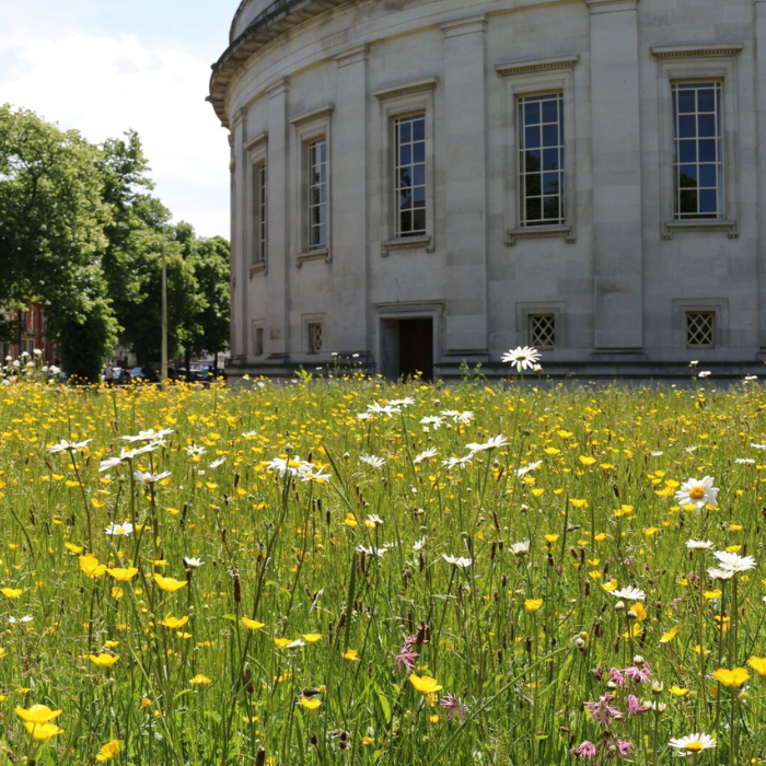 Photo of wildflower meadow outside the museum