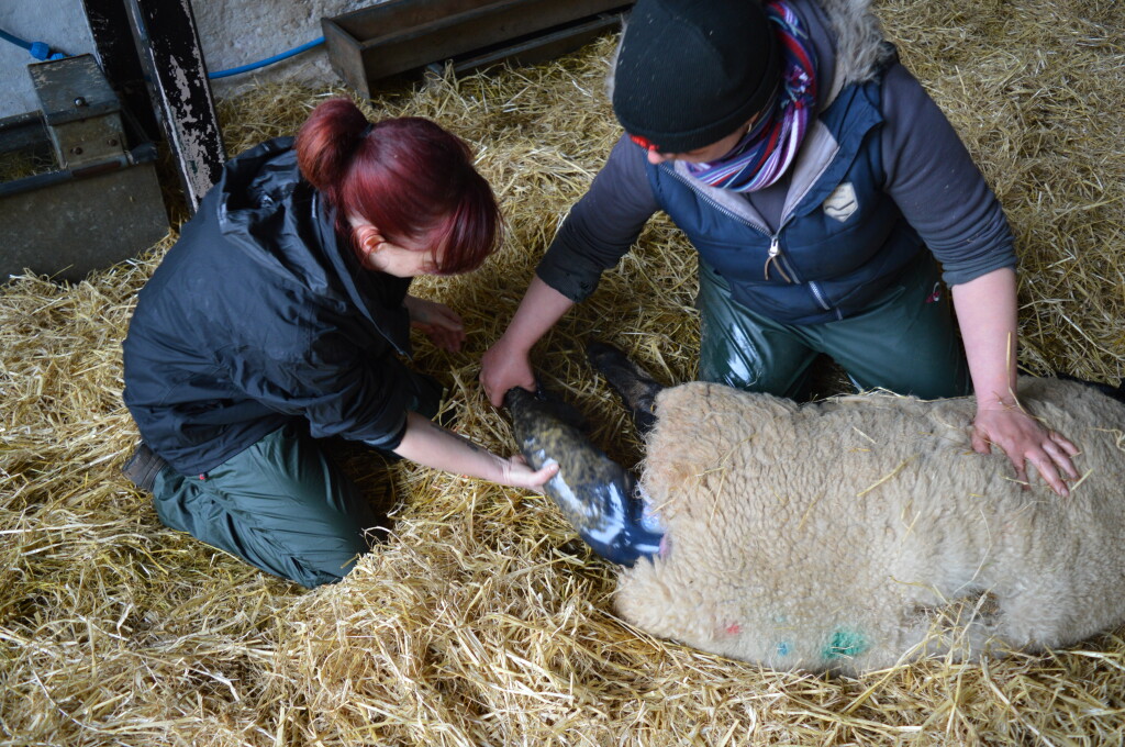 Lambing experience days at St Fagans