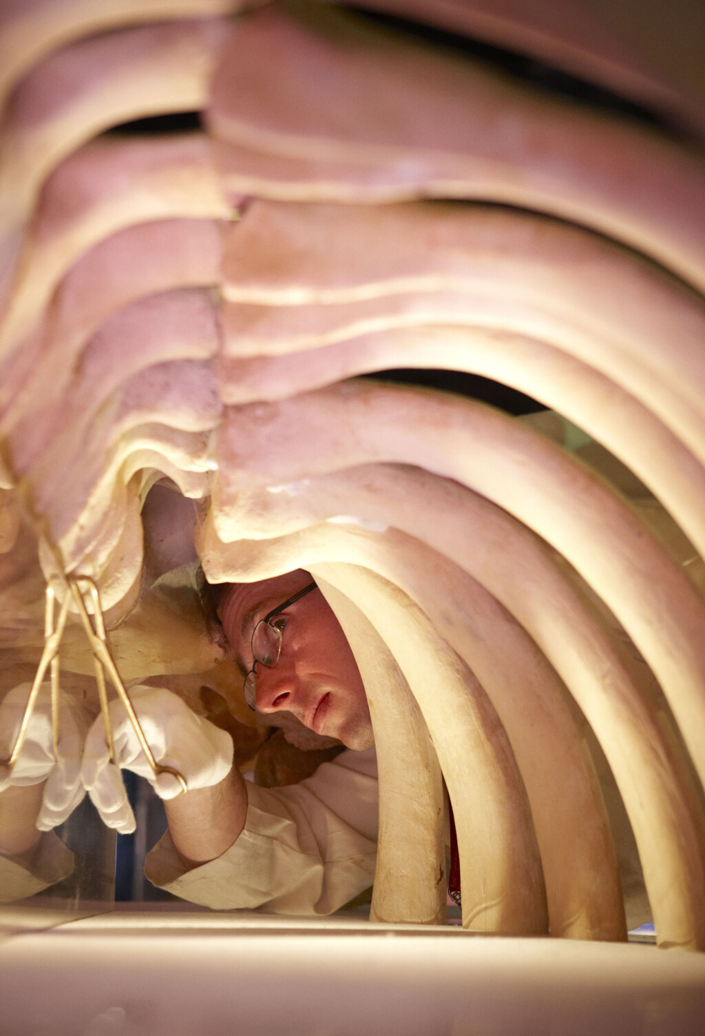 Conservator working on a whale skeleton