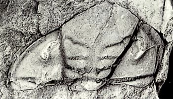 Headshield of Ormathops,