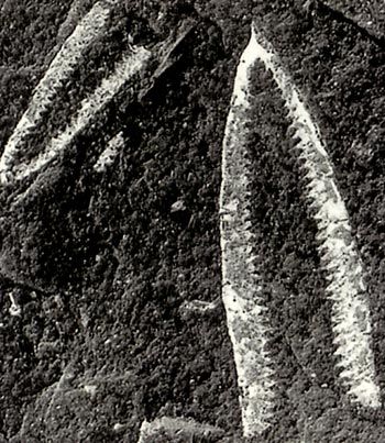 Didymograptus, a 'tuning-fork' graptolite of the kind found commonly in both areas.