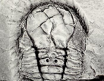 Pricyclopyge, a large-eyed pelagic trilobite