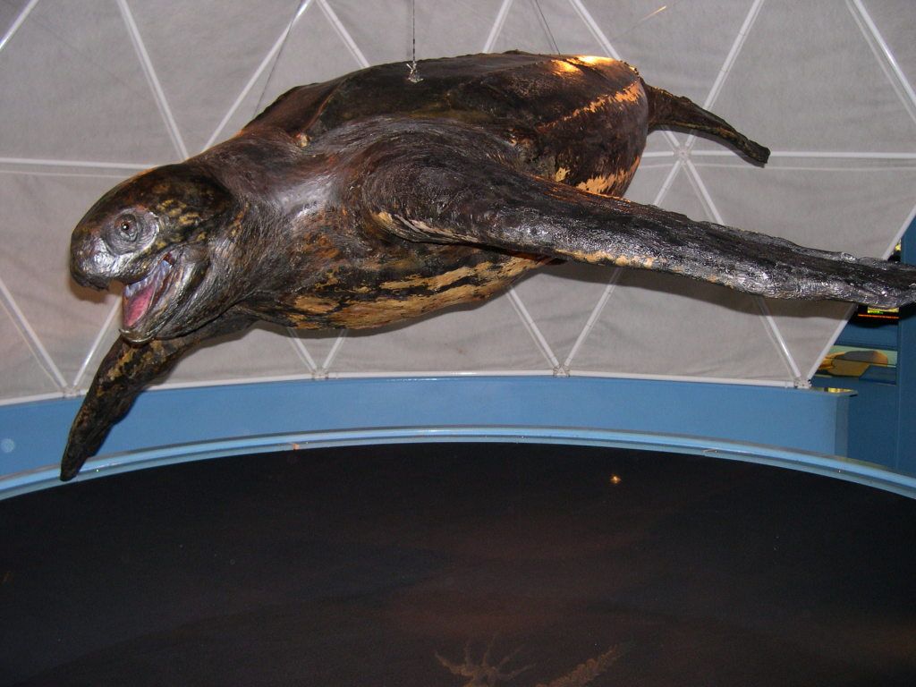 The largest turtle in the world | Museum Wales