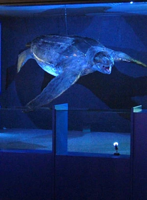 Leatherback Turtle