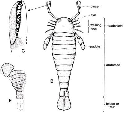 The reconstruction of the eurypterid from Radnor Forest