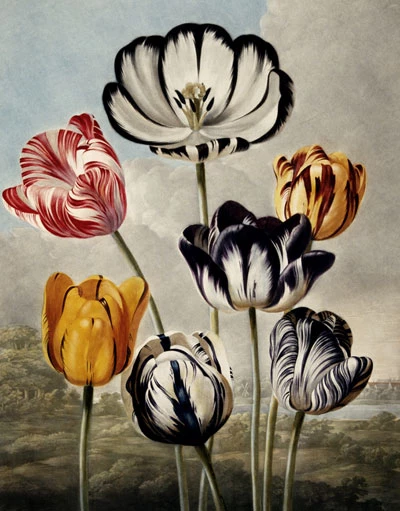Tulips