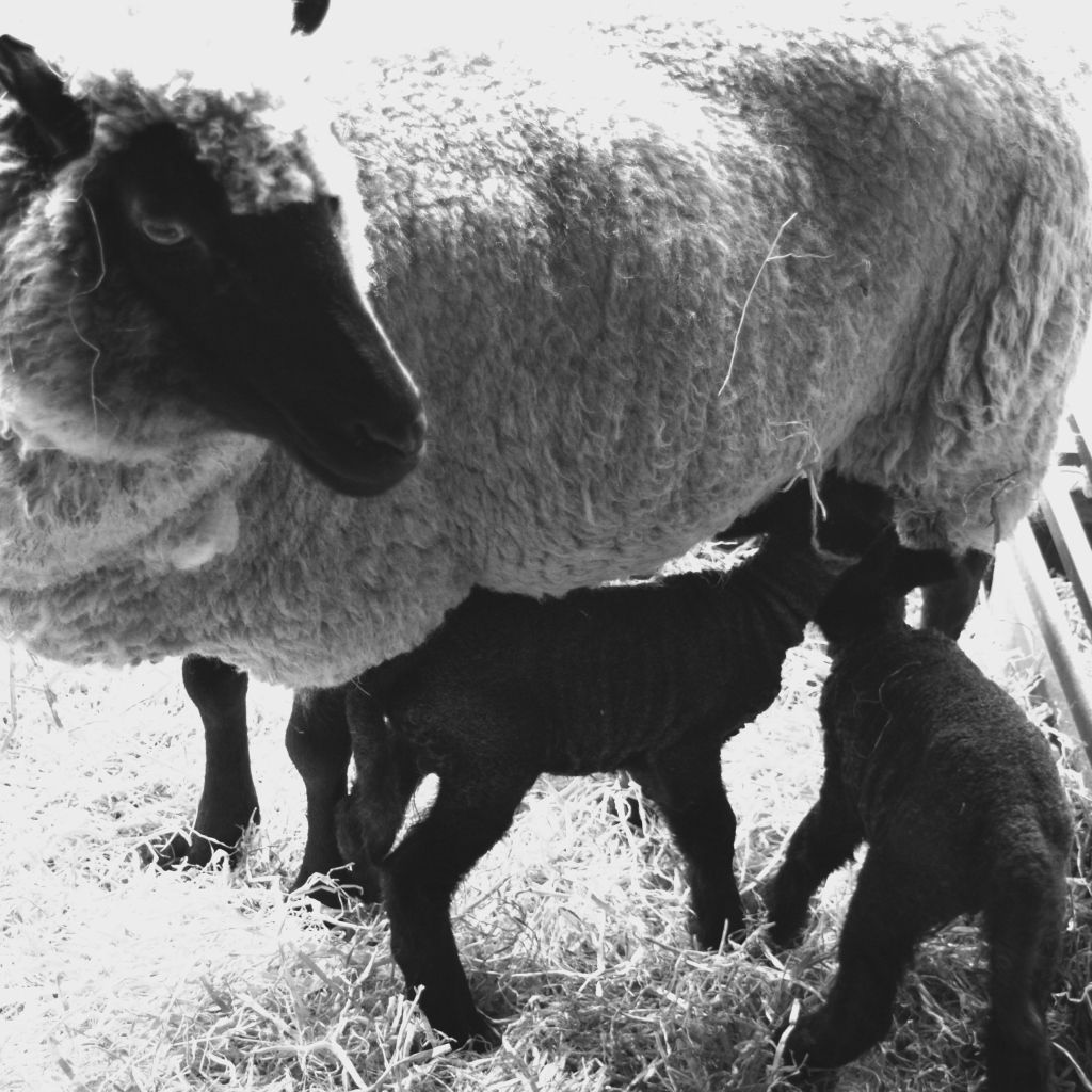 A picture of a ewe with twin lambs