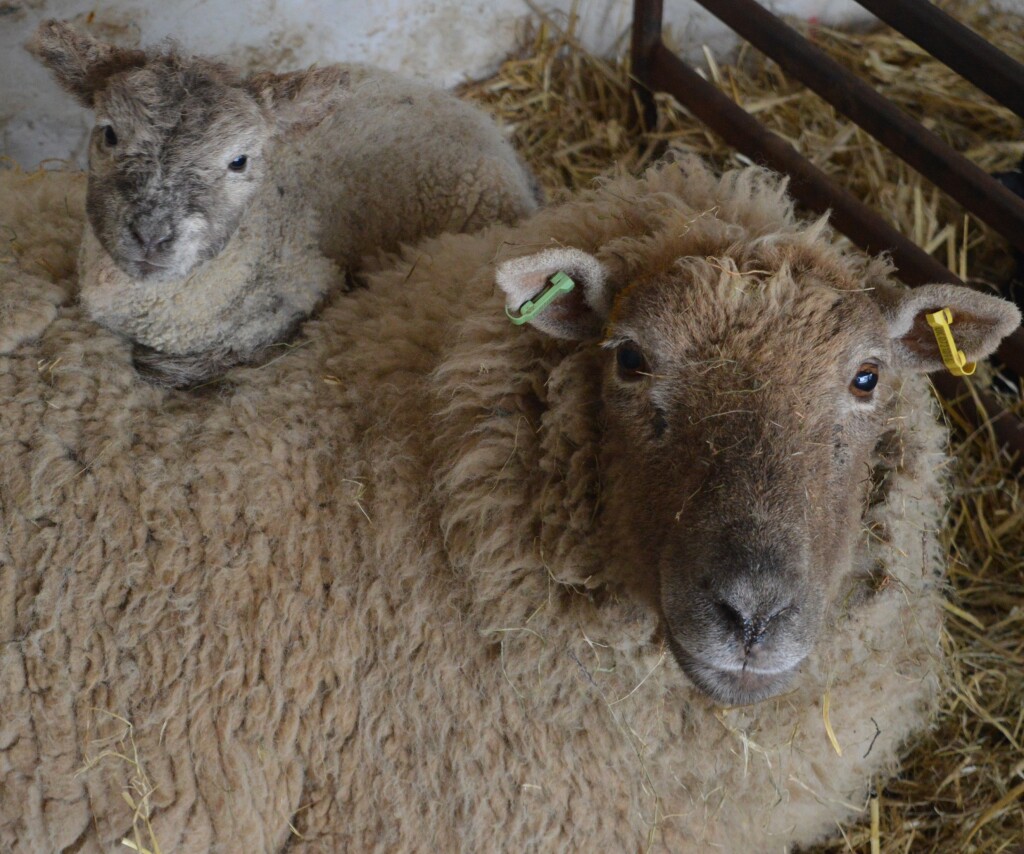 A picture of a ewe with her lamb