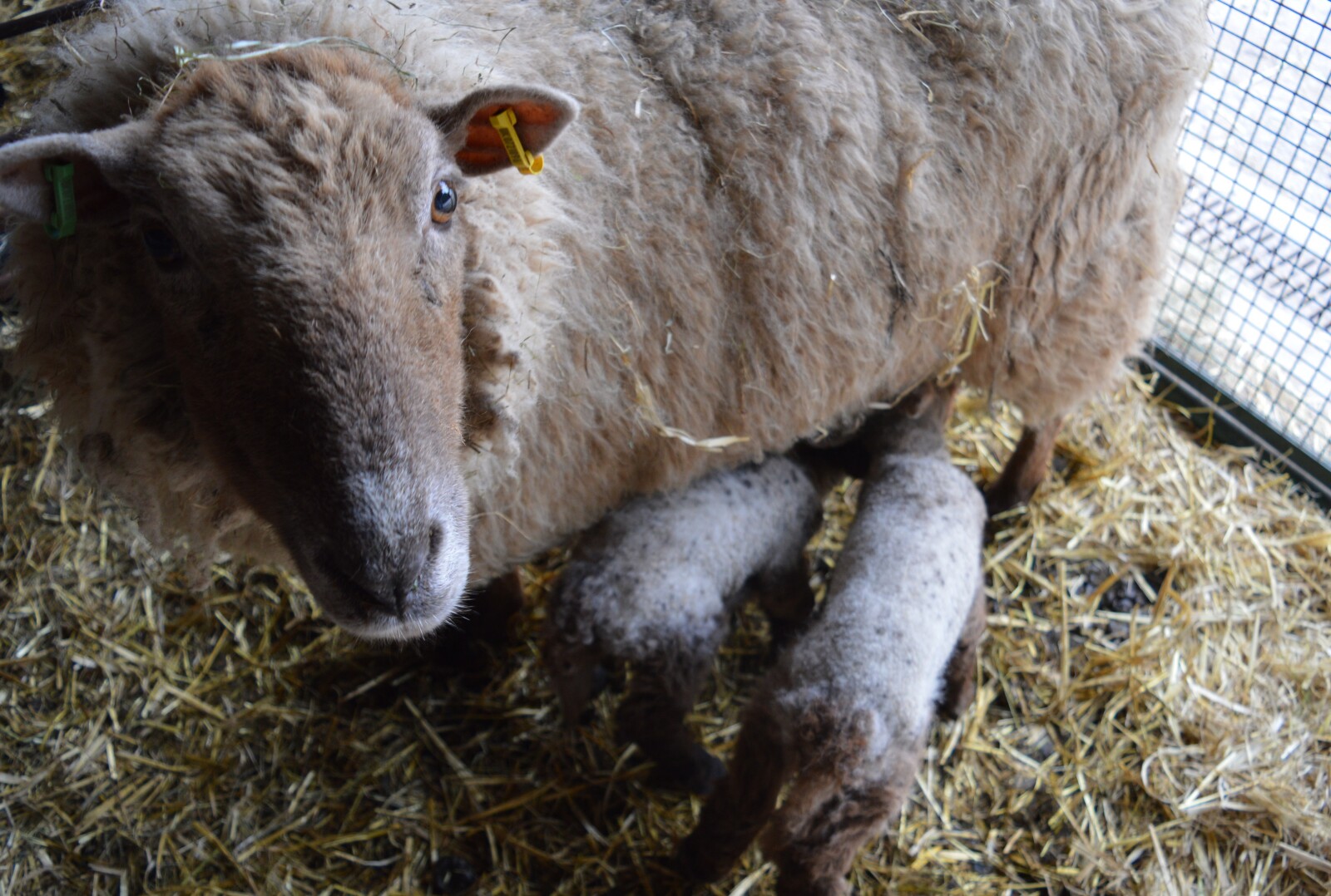 A picture of a ewe with twin lambs