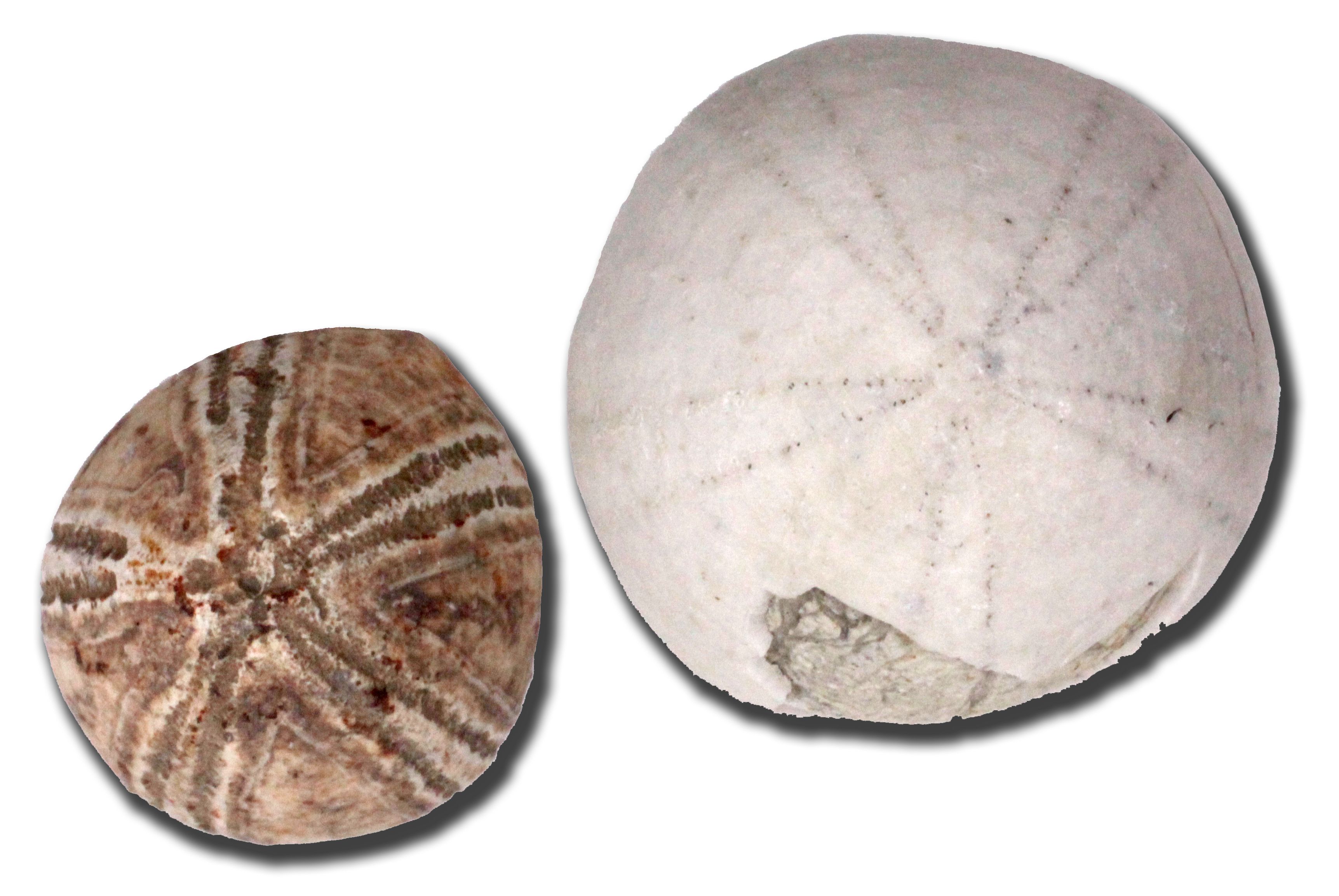 Two fossil sea urchins, brown on the left, white on the right