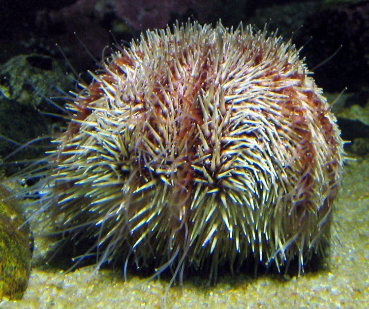 A live sea urchin on the sea floor