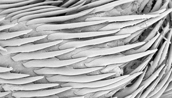 SEM snail tongue