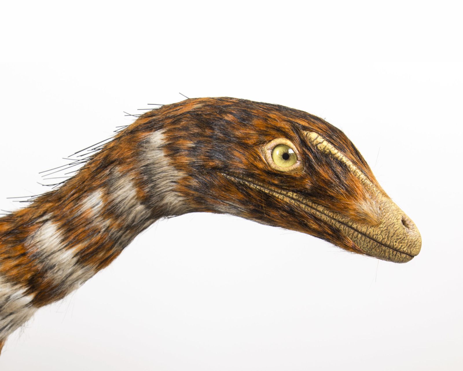 The head of the dinosaur model