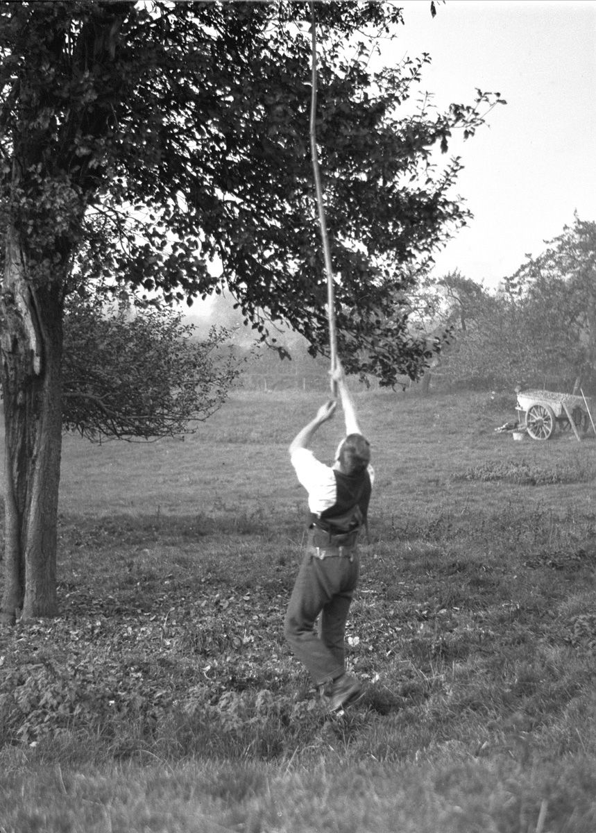 Cider Apple Picking: Shaking Tree with Panking Pole, Mordiford