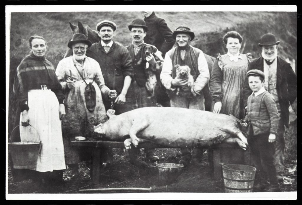 Pig killing, Maescar, about 1900 
